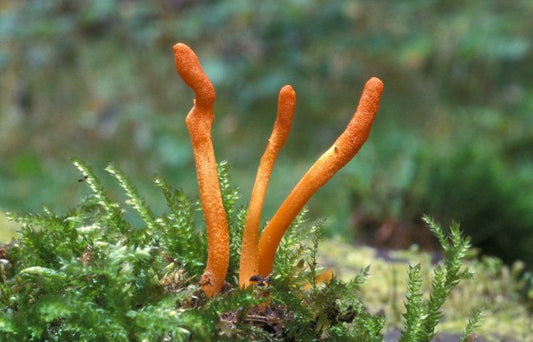 Hongo Cordyceps Militaris 30 ml Doble Extracción