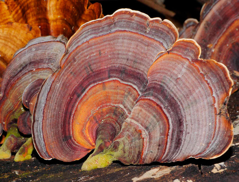 Hongo Cola de Pavo 30 ml Doble Extracción