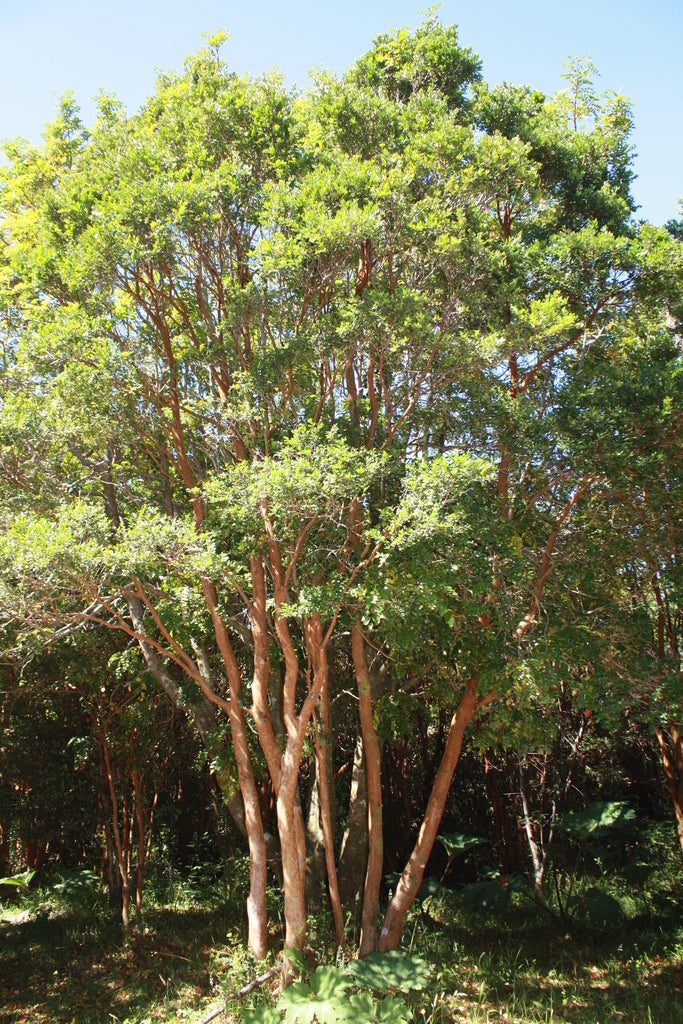 Mermelada de Arrayán 170 gr. (con azúcar)