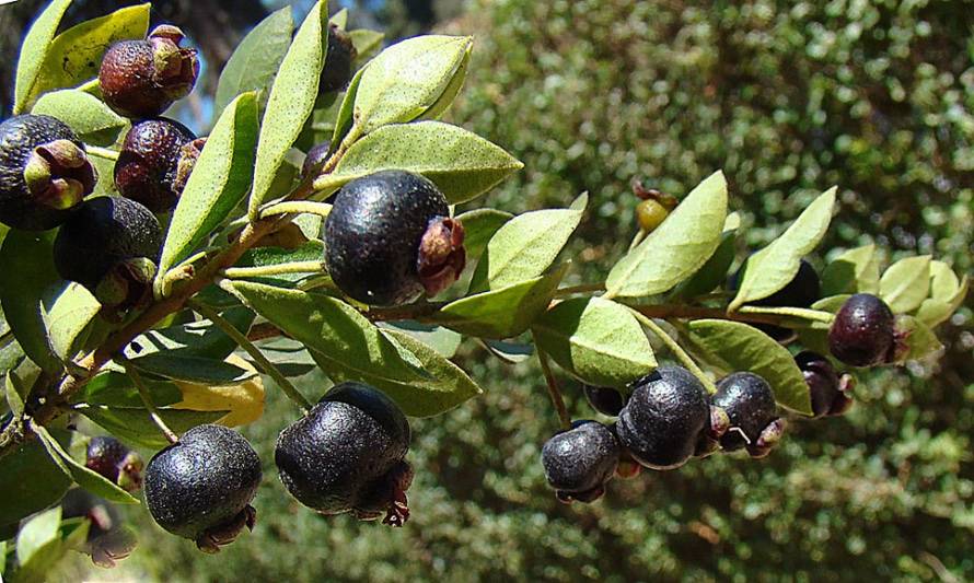 Mermelada de Arrayán 170 gr. (con azúcar)