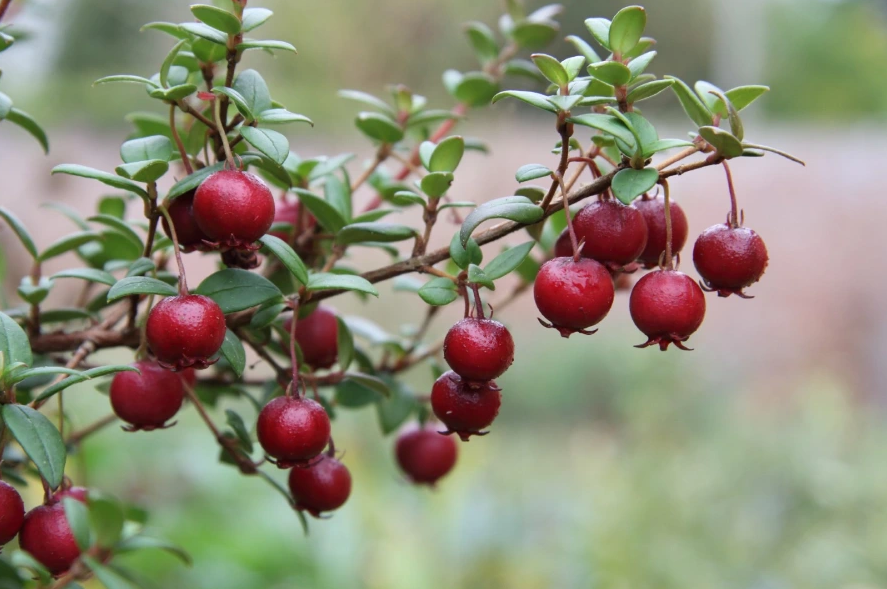 Mermelada de Murta 170 gr. (con azúcar)