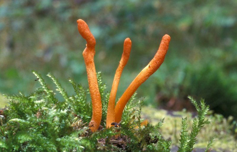 Hongo Cordyceps Militaris 30 ml Doble Extracción