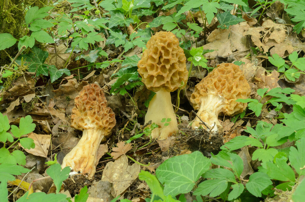 Salsa de Piñón y Morchella 50 gr.