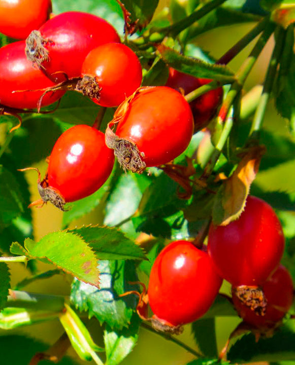Mermelada de Mosqueta 170 gr. (con azúcar)