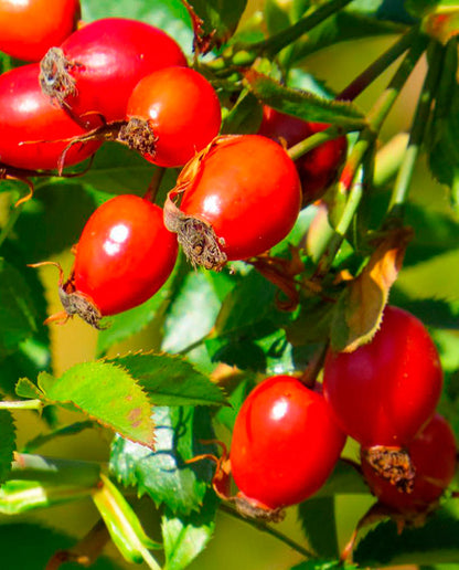 Mermelada de Mosqueta 170 gr. (con azúcar)
